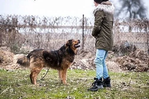 BROOKLYN - piękny, wierny, silny - adoptuj,  lubel