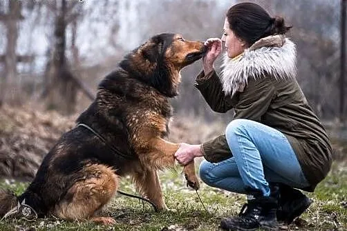 BROOKLYN - piękny, wierny, silny - adoptuj,  lubel