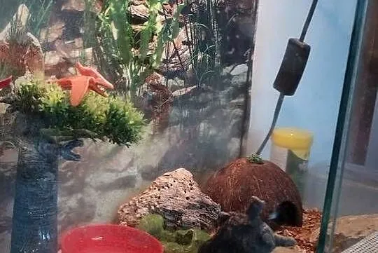 Pan Gekon mały słodki aligator