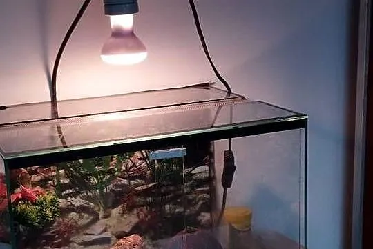 Pan Gekon mały słodki aligator, Śląskie, Racibórz