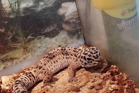 Pan Gekon mały słodki aligator, Śląskie, Racibórz