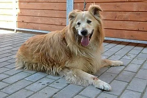 Goldi porzucony szuka kochającego domu!!! PIlne,  