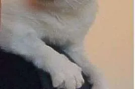 100% kota w kocie czyli księżniczka Greeboo szuka 