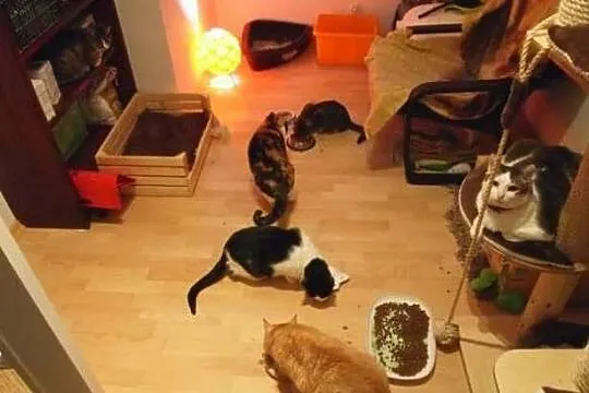 100% kota w kocie czyli księżniczka Greeboo szuka 