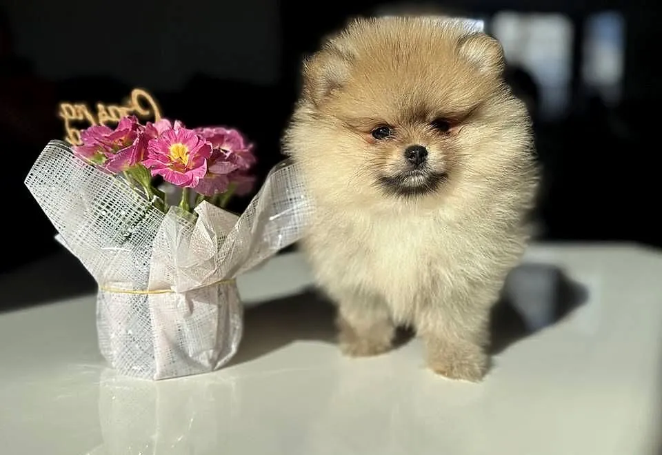 Szpic miniaturowy. Pomeranian Boo Lakisha, Pomorskie, Gdańsk