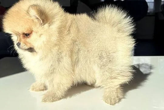 Szpic miniaturowy. Pomeranian Boo Lakisha, Pomorskie, Gdańsk