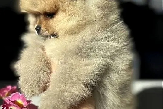 Szpic miniaturowy. Pomeranian Boo Lakisha, Pomorskie, Gdańsk