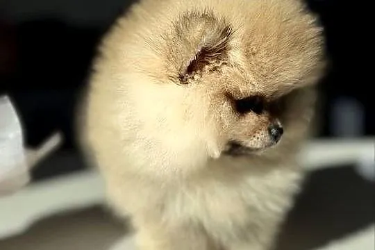 Szpic miniaturowy. Pomeranian Boo Lakisha, Pomorskie, Gdańsk