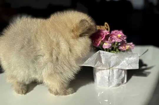 Szpic miniaturowy. Pomeranian Boo Lakisha, Pomorskie, Gdańsk