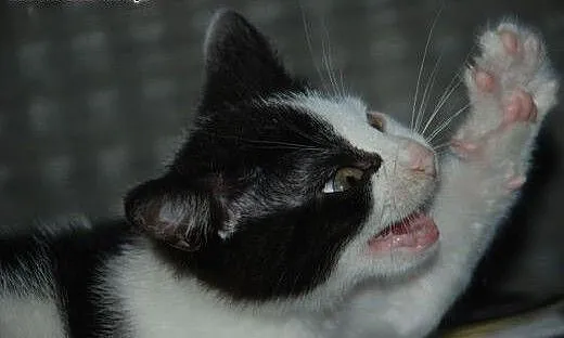 Kaziu młodziutki kot, kotek, kocurek 12 tyg. ADOPC