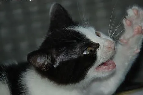 Kaziu młodziutki kot, kotek, kocurek 12 tyg. ADOPC