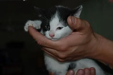Kaziu młodziutki kot, kotek, kocurek 12 tyg. ADOPC