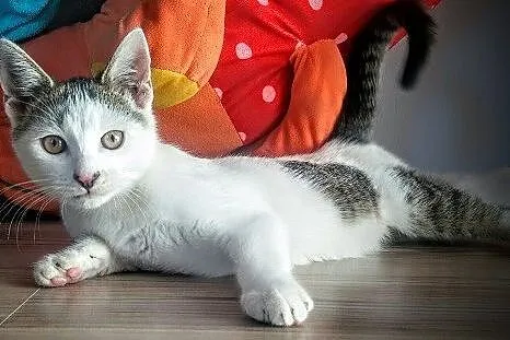 Paco