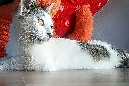 Paco