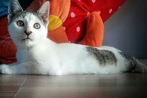 Paco