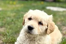 Golden Retriever szczeniak
