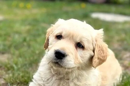 Golden Retriever szczeniak