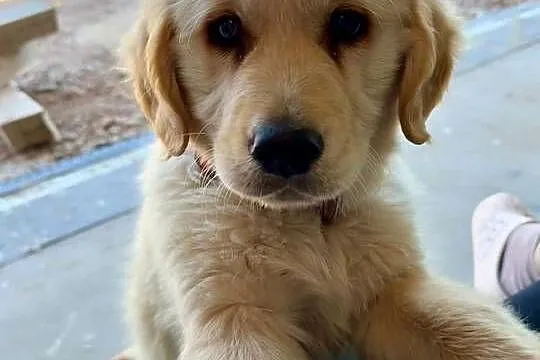 Golden Retriever szczeniak, Mazowieckie, Radom