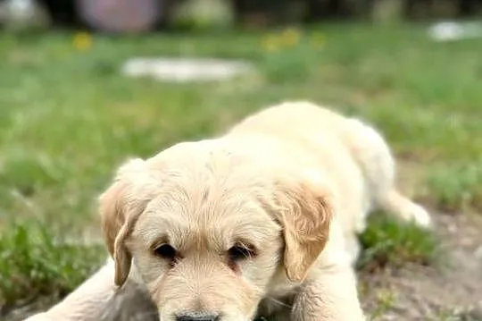 Golden Retriever szczeniak, Mazowieckie, Radom