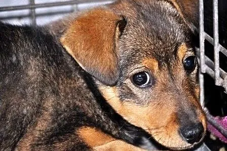 PIPINEK-maleńki 8-tygodniu psiak przerażony świate