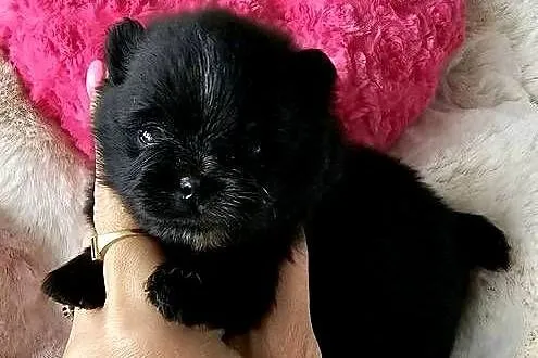 Szpic Miniaturowy/Pomeranian piesek czarny ze znaczeniami PASZPORT!!