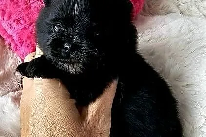 Szpic Miniaturowy/Pomeranian piesek czarny ze znaczeniami PASZPORT!!, Łódzkie, Sędziejowice