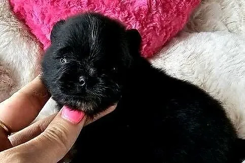Szpic Miniaturowy/Pomeranian piesek czarny ze znaczeniami PASZPORT!!, Łódzkie, Sędziejowice