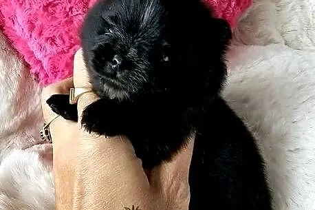 Szpic Miniaturowy/Pomeranian piesek czarny ze znaczeniami PASZPORT!!, Łódzkie, Sędziejowice