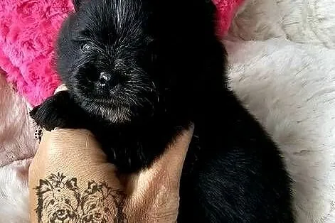 Szpic Miniaturowy/Pomeranian piesek czarny ze znaczeniami PASZPORT!!, Łódzkie, Sędziejowice