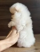 Piękne szczenięta rasy szpic miniaturowy (Pomeranian) gotowe do zamieszkania w nowym domu : {{bianca