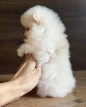 Piękne szczenięta rasy szpic miniaturowy (Pomeranian) gotowe do zamieszkania w nowym domu : {{bianca
