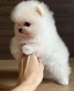 Piękne szczenięta rasy szpic miniaturowy (Pomeranian) gotowe do zamieszkania w nowym domu : {{bianca, , Olsztyn