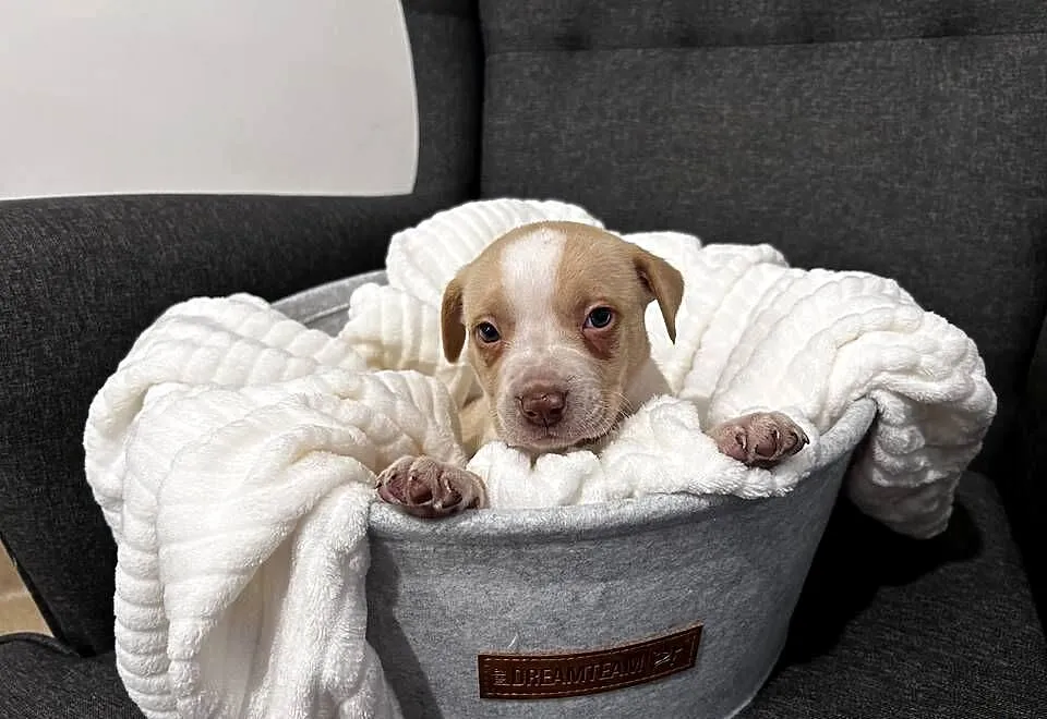 Suczka American Pitbull Terier beżowa, Świętokrzyskie, Busko-Zdrój