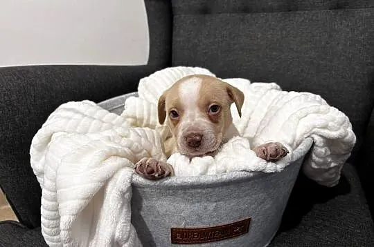 Suczka American Pitbull Terier beżowa, Świętokrzyskie, Busko-Zdrój