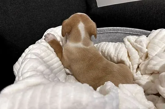 Suczka American Pitbull Terier beżowa, Świętokrzyskie, Busko-Zdrój