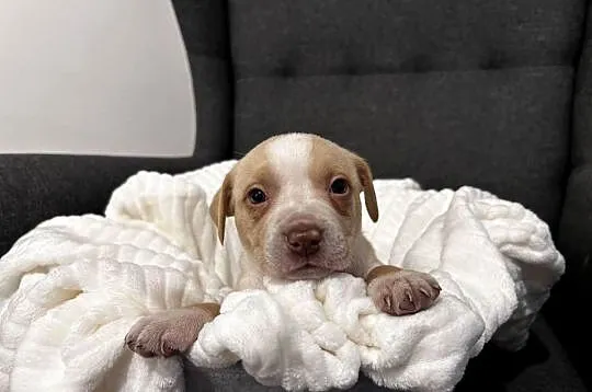 Suczka American Pitbull Terier beżowa, Świętokrzyskie, Busko-Zdrój