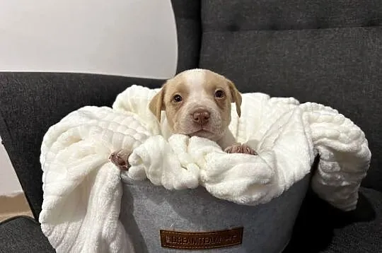 Suczka American Pitbull Terier beżowa, Świętokrzyskie, Busko-Zdrój