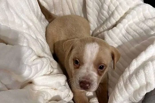 Suczka American Pitbull Terier beżowa, Świętokrzyskie, Busko-Zdrój