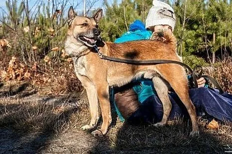 Pikuś na dom czeka już ponad 4 lata...,  Kundelki 