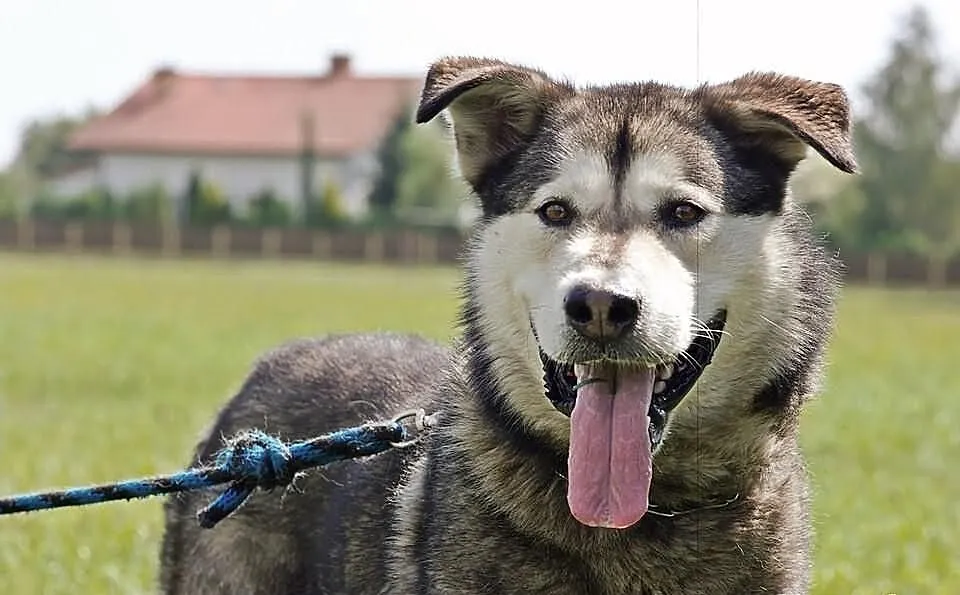 Oskar mix huskiego z alaskan malamute.