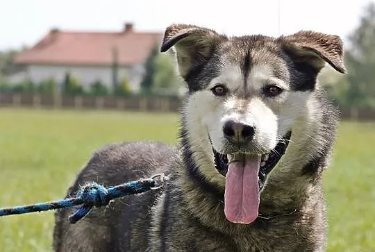Oskar mix huskiego z alaskan malamute.