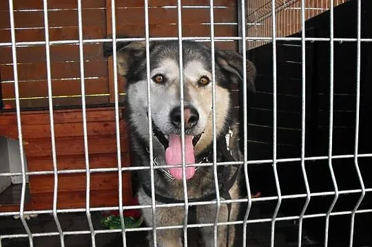 Oskar mix huskiego z alaskan malamute.