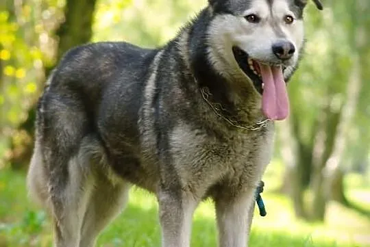Oskar mix huskiego z alaskan malamute.