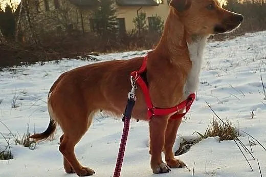 Inka psie dziecię szuka kochającego i odpowiedzial