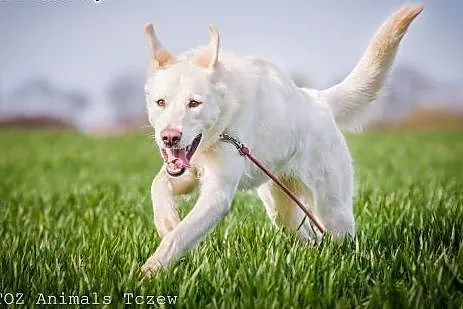 OTOZ Animals - Koka - biała piękność w typie labra