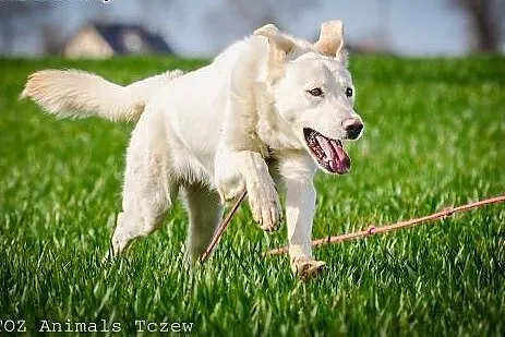 OTOZ Animals - Koka - biała piękność w typie labra