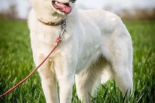 OTOZ Animals - Koka - biała piękność w typie labra