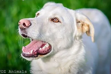 OTOZ Animals - Koka - biała piękność w typie labra