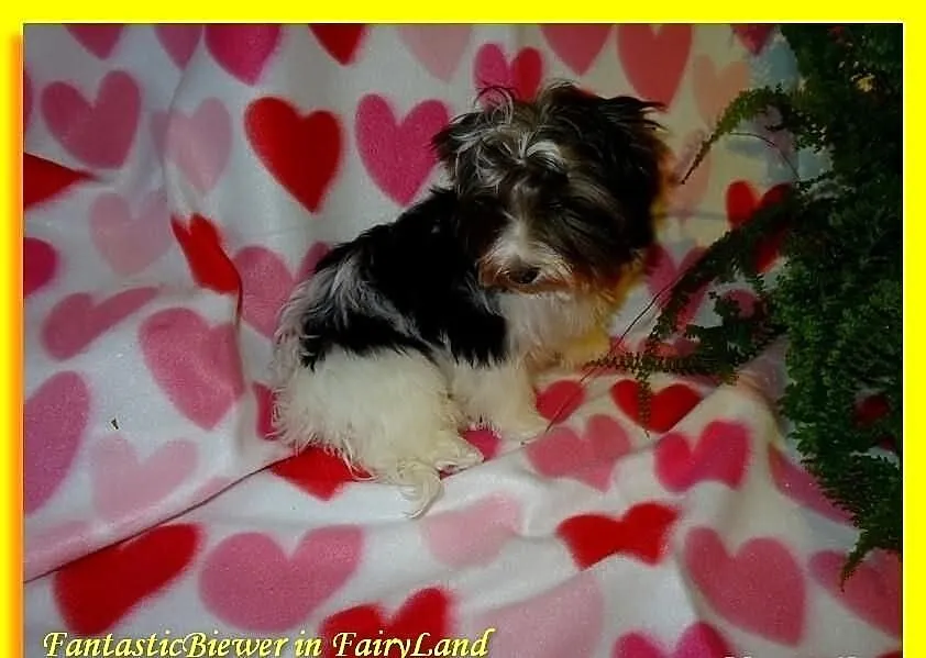 Biewer Yorkshire Terrier. Śliczny chłopczyk po Cha