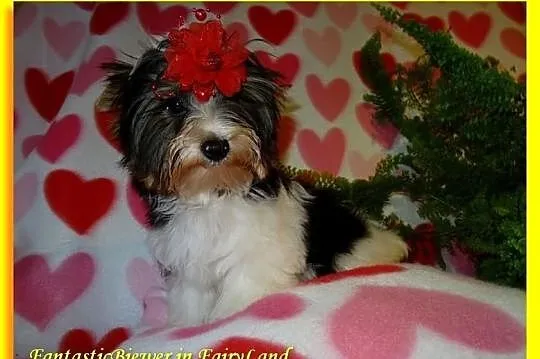 Biewer Yorkshire Terrier. Śliczny chłopczyk po Cha